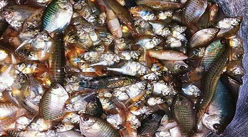 গোপালগঞ্জে বিলুপ্তির পথে দেশি মাছ