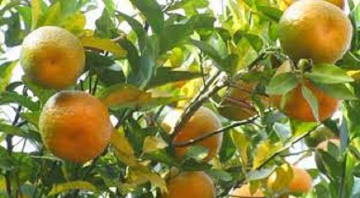 রাঙামাটিতে বাড়ছে কমলা উৎপাদন