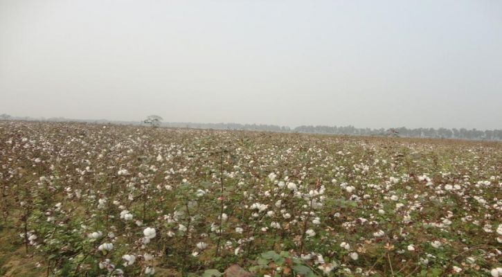 যশোরে তুলা চাষে আগ্রহ বাড়ছে চাষীদের
