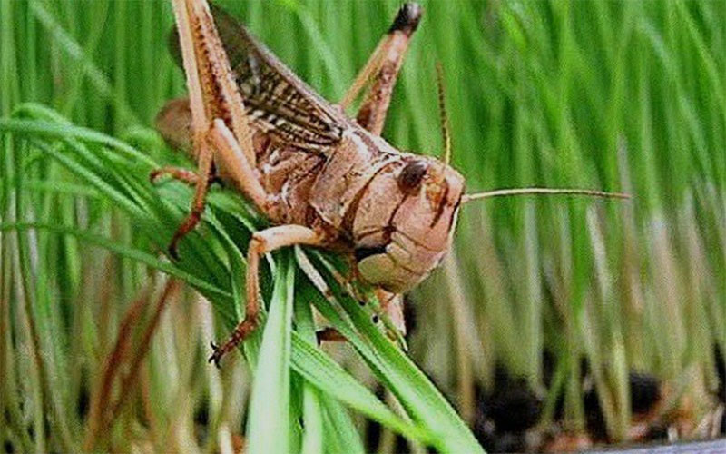 ধেয়ে আসছে ভয়ঙ্কর পঙ্গপাল