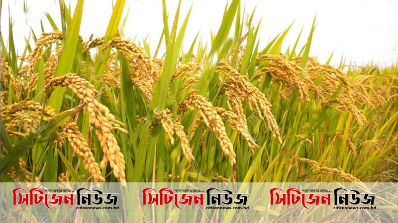 বাগেরহাটে দুশ্চিন্তায় বোরো চাষিরা