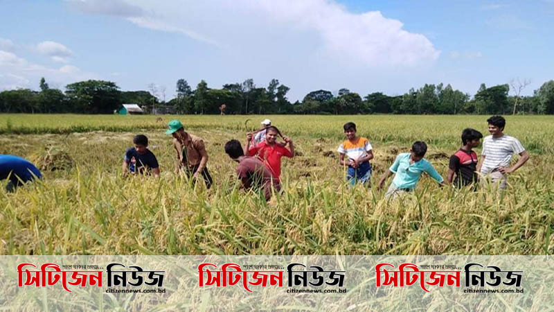 ফোন পেলেই ধান কাটছে আনোয়ারা উপজেলা ছাত্রলীগ
