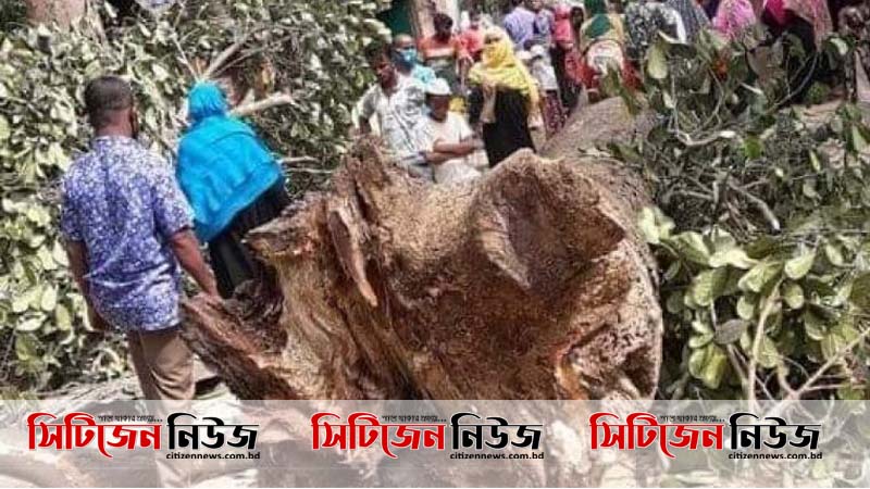 চকরিয়ায় বসতঘরে গাছ ভেঙ্গে বৃদ্ধার মৃত্যু