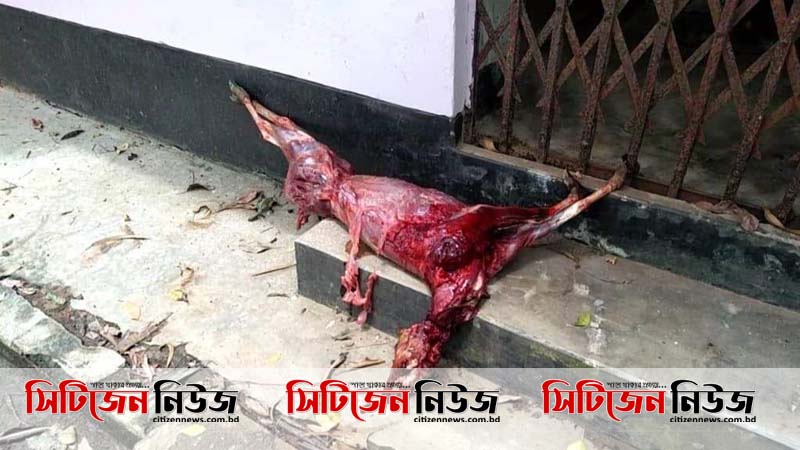 সীতাকুণ্ডে বন বিটের ঘর থেকে জবাইকৃত হরিণ উদ্ধার