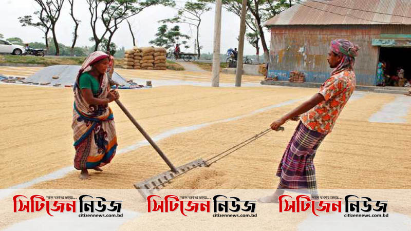 ৮ লাখ মেট্রিক টন ধান কিনবে সরকার