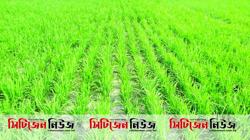 কৃষিখাতে ঋণের সুদহার ৪ শতাংশ নির্ধারণ