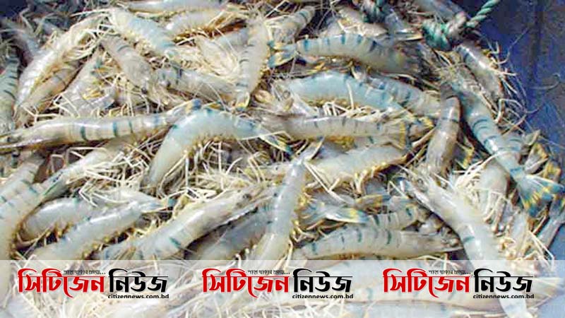 করোনায় ক্ষতির মুখে মোংলার চিংড়ি চাষীরা