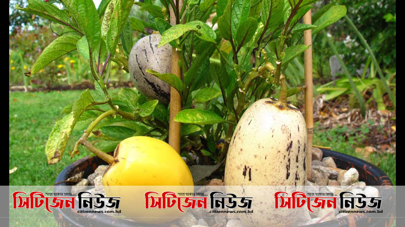 পেপিনোমেলন ফলের চাষ হচ্ছে রংপুরে 