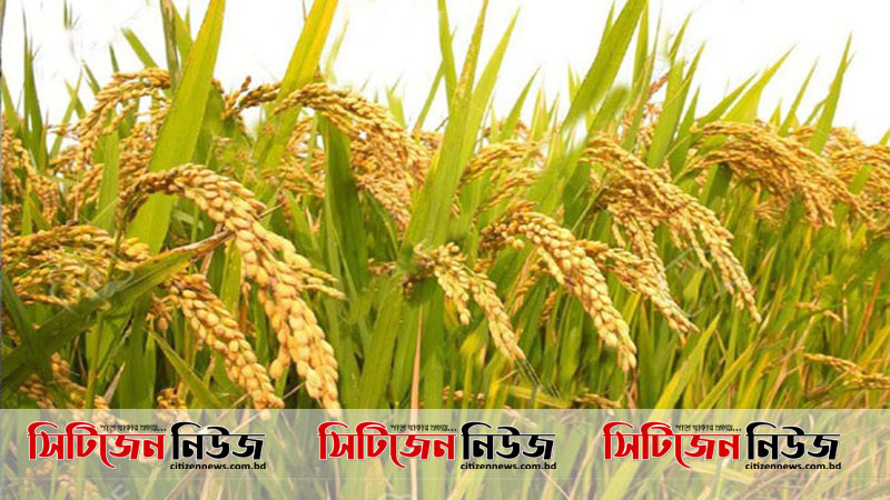 বাঁশখালীতে বোরো ধানের বাম্পার ফলন