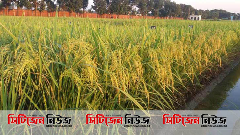 করোনায় দুশ্চিন্তায় কৃষকরা