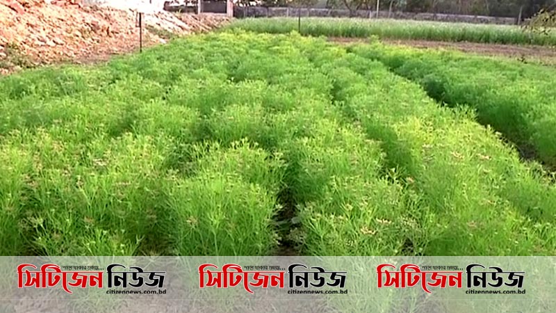 ফরিদপুরে জিরা চাষে সাফল্য