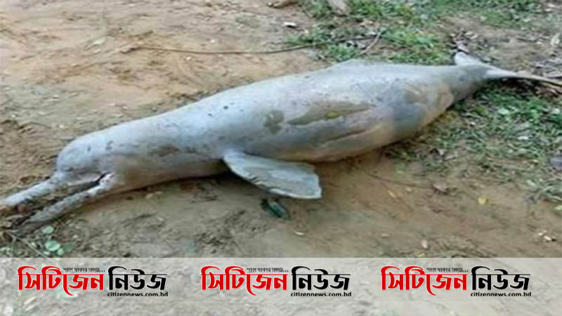 সীতাকুণ্ডে মৃত ডলফিন উদ্ধার