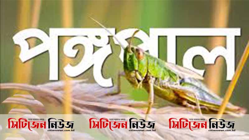করোনা, আম্পানের পর ভারতে এবার পঙ্গপাল