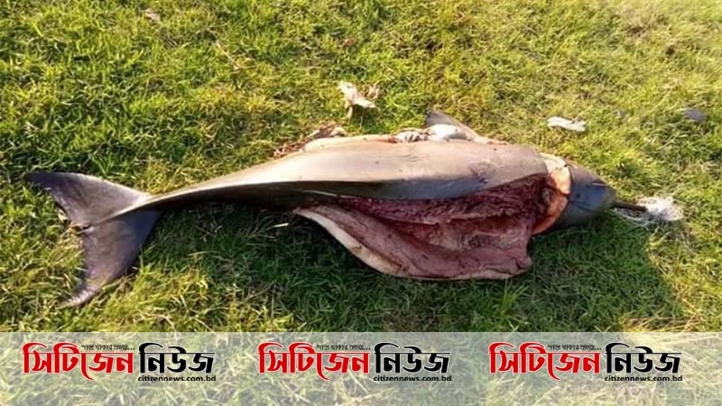 হালদায় ডলফিনকে নৃশংসভাবে হত্যা!