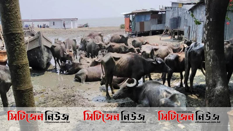 নৌ পুলিশের সহায়তায় বাঁচল ৫৭টি মহিষ
