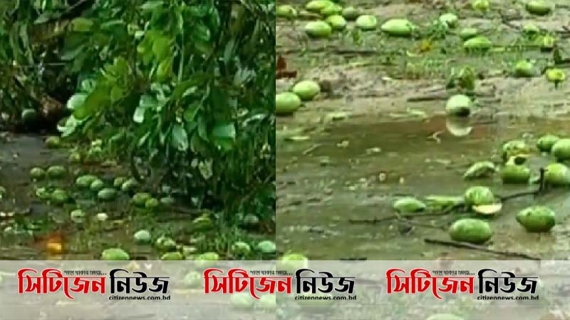 ঘূর্ণিঝড় আম্ফান; রাজশাহীতে আমের ব্যাপক ক্ষতি