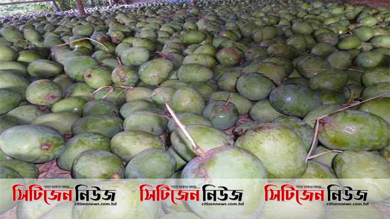 সাতক্ষীরায় আম চাষীদের মাথায় হাত !