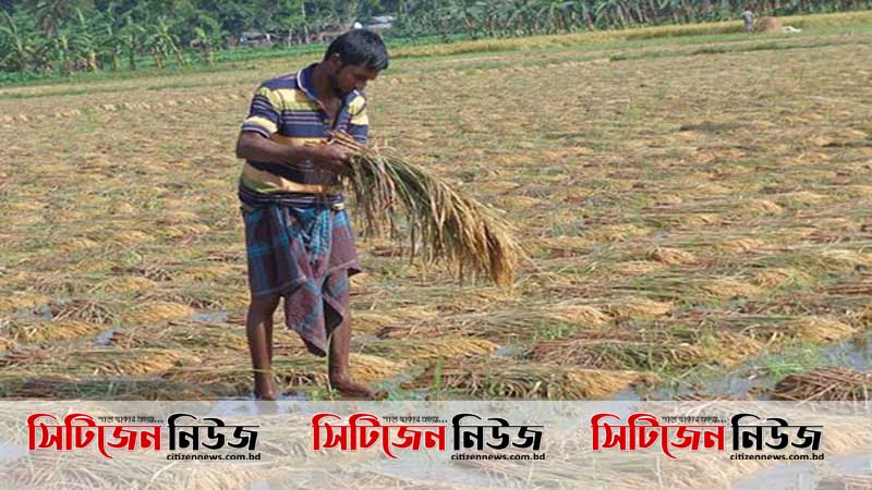 ঝিনাইদহে বৃষ্টিতে তলিয়ে গেছে কয়েক’শ একর ফসল