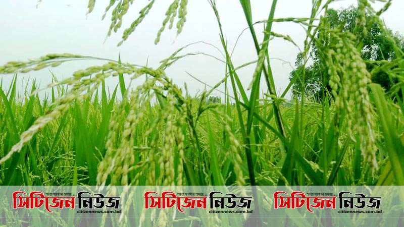 কৃষকরা ধানের ন্যায্য মূল্য পাচ্ছেন: কৃষিমন্ত্রী