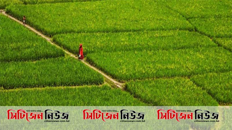 কৃষি জমি ফেলে রাখলে নিয়ে নেবে সরকার