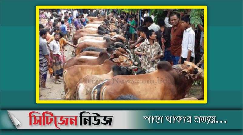 চট্টগ্রামে পশুর হাট বসানোর সিদ্ধান্ত নিয়েছে সরকার