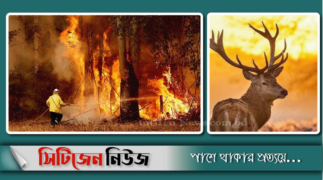 অস্ট্রেলিয়ায় দাবানলে 'ক্ষতিগ্রস্ত' ৩০০ কোটি প্রাণী