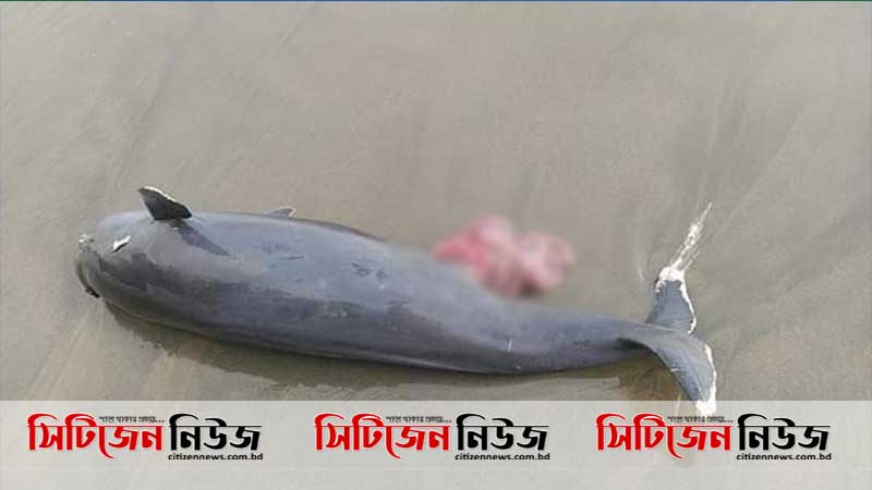 কক্সবাজারে আবারও ডলফিনের মৃত্যু