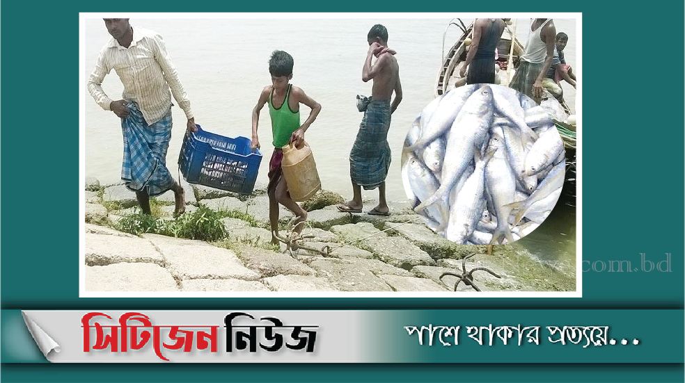 সাগরে ধরা পড়ছে বড় বড় প্রচুর ইলিশ
