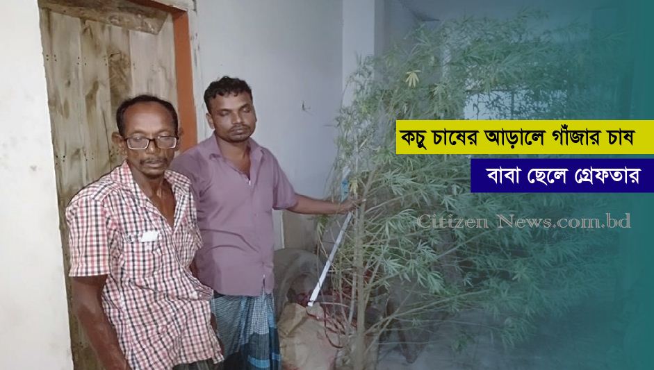 চান্দগাঁওয়ে কচু চাষের আড়ালে গাঁজার চাষ; গ্রেফতার ২
