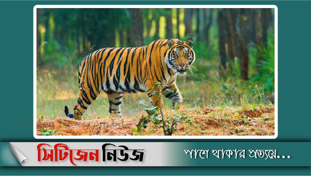 আজ বিশ্ব বাঘ দিবস