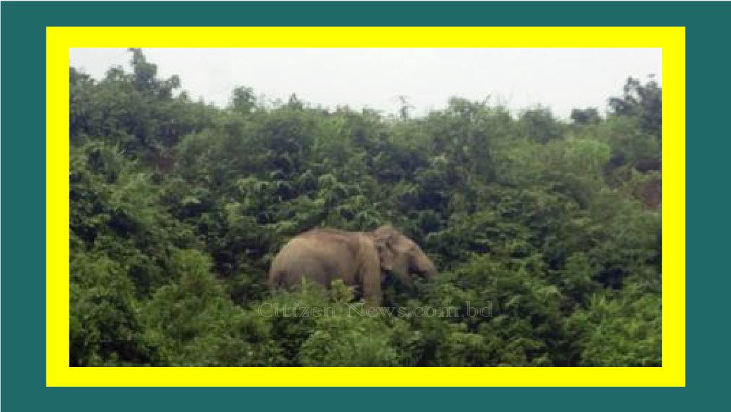 বান্দরবানে হাতির তান্ডবে ফসলের ব্যাপক ক্ষতি