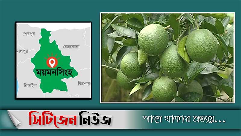 মৌসুমী ফল চাষে আগ্রহী হচ্ছেন ময়মনসিংহের চাষীরা