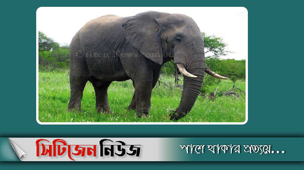 নাফ নদী সাঁতরে মিয়ানমার থেকে এল হাতি