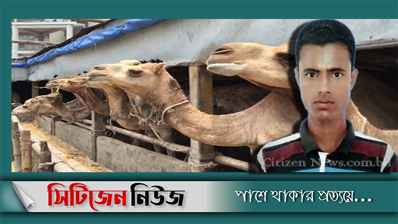 ওমানে উটের লাথিতে বাংলাদেশির মৃত্যু