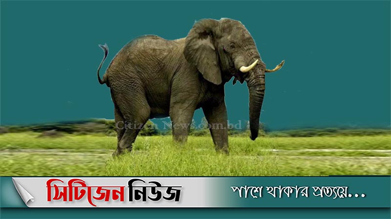  চট্টগ্রাম অঞ্চলে ১৯ বছরে ৮৪ হাতির মৃত্যুর তদন্ত চেয়ে রিট