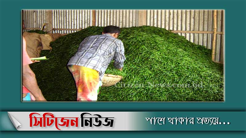 কাঁচামরিচের কেজি ৩০০ টাকা!