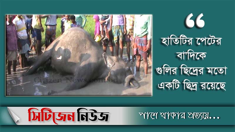 সীমান্তে বুনোহাতির মৃতদেহ উদ্ধার