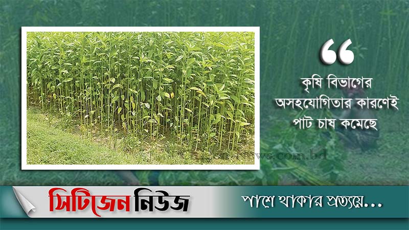 নওগাঁয় পাঁচ বছরে কমেছে পাটের আবাদ