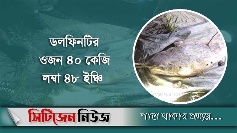 রাউজানে মৃত ডলফিন উদ্ধার