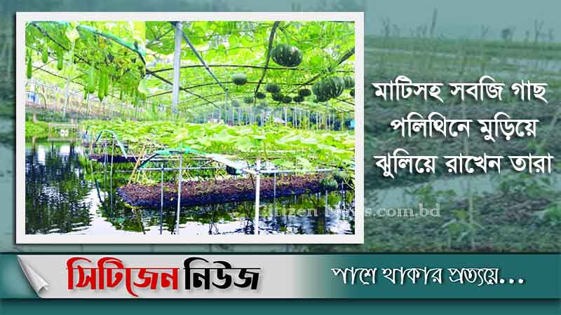 বগুড়ায় নতুন পদ্ধতিতে সবজি চাষ