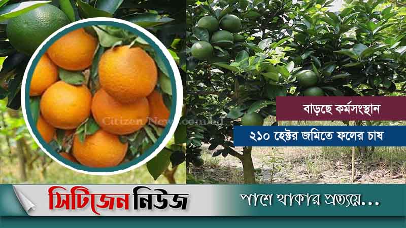 রাঙামাটিতে দিন দিন বাড়ছে মাল্টা চাষ