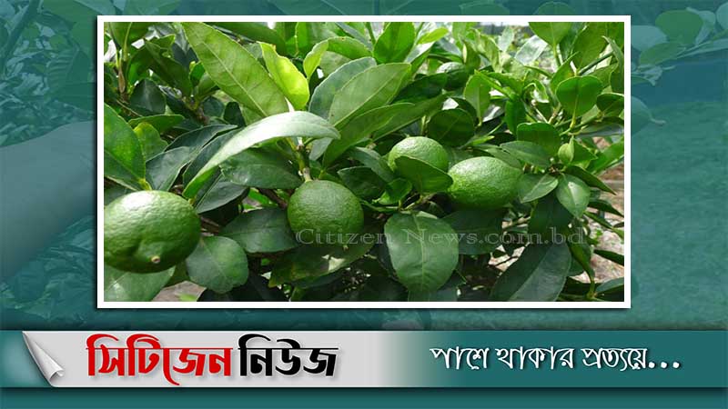 শেরপুরে দিন দিন বাড়ছে লেবু চাষ
