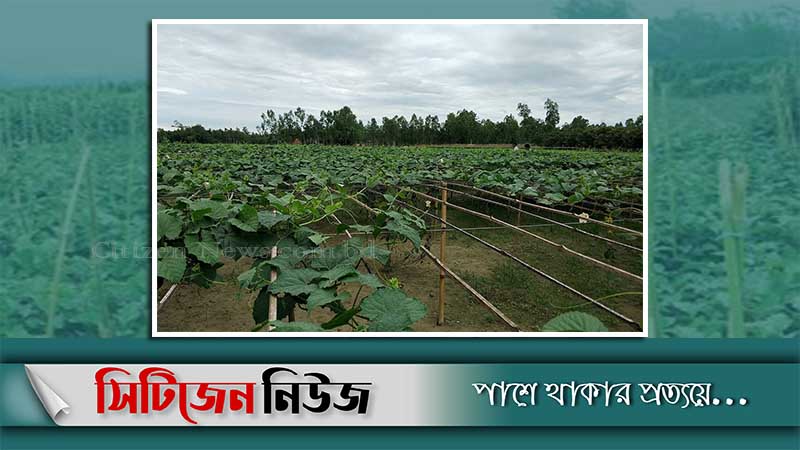 খুলনার বাজারে কীটনাশকের বিষক্রিয়াযুক্ত সবজি