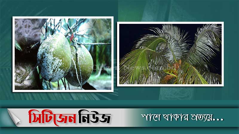 বাগেরহাটে পোকার আক্রমণে ব্যাহত নারকেল উৎপাদন
