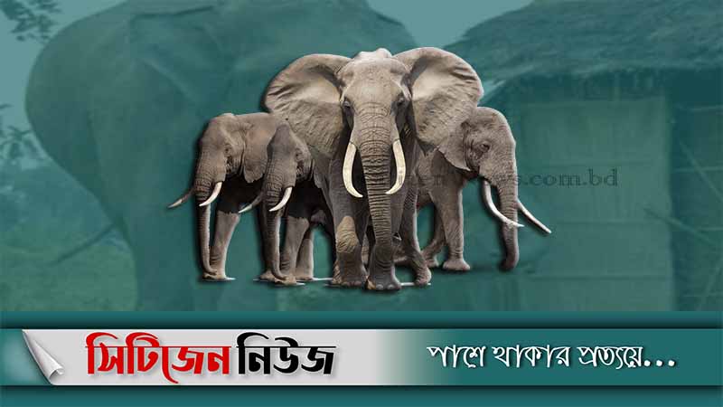 লামায় বন্যহাতির তাণ্ডবে প্রতিবন্ধী যুবতীর মৃত্যু