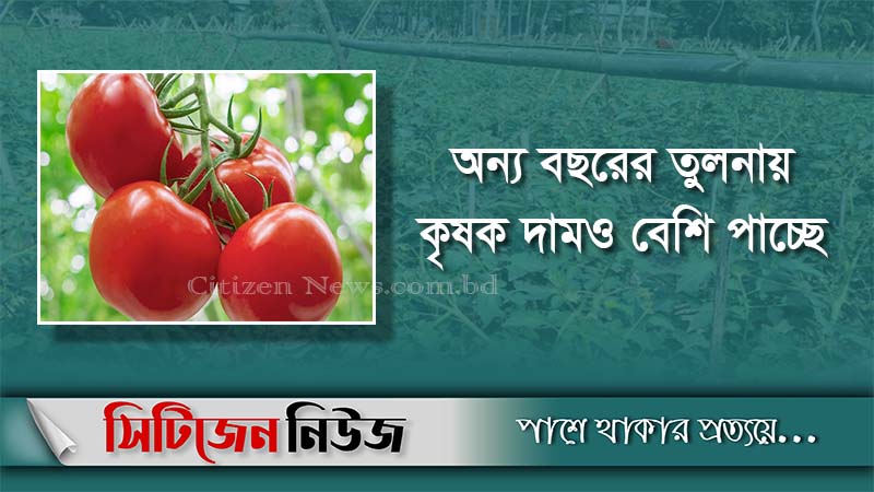 গোপালগঞ্জে টমেটোর বাম্পার ফলনে কৃষক খুশি