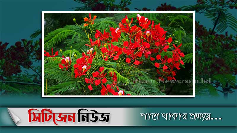 ফুল ফুটুক আর নাই ফুটুক আজ বসন্ত