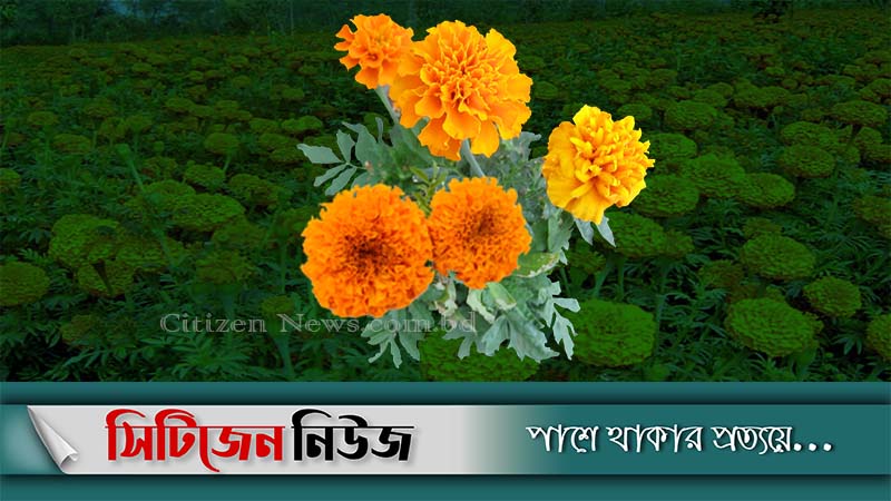 করোনার কারণে গাইবান্ধায় ক্ষতির মুখে ফুল চাষিরা
