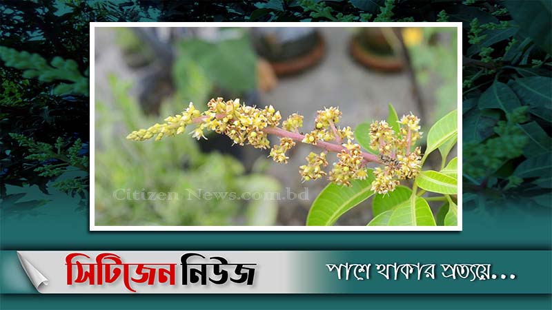 ফুটছে আমের মুকুল, ছড়াচ্ছে ঘ্রাণ