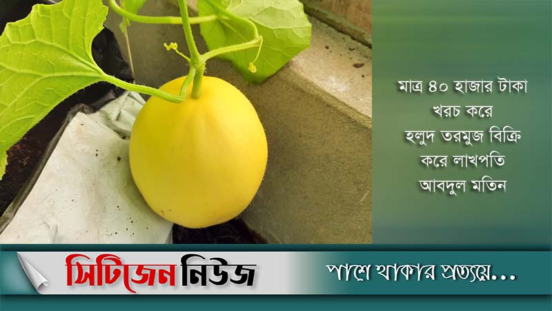 হলুদ তরমুজ ল্যানফাই চাষে সাফল্য
